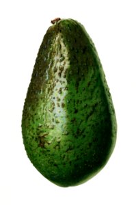 Vintage avocado illustration. Digitally enhanced illustration from U.S. Department of Agriculture Pomological Watercolor Collection. Rare and Special Collections, National Agricultural Library.