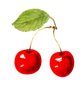 Delicious red cherries illustration. Digitally enhanced illustration from U.S. Department of Agriculture Pomological Watercolor Collection. Rare and Special Collections, National Agricultural Library.
