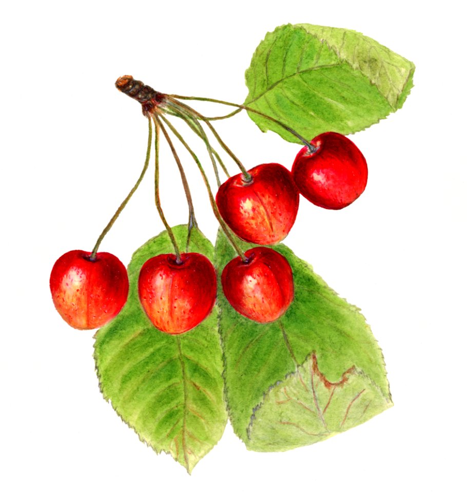 Vintage branch of cherries illustration. Digitally enhanced illustration from U.S. Department of Agriculture Pomological Watercolor Collection. Rare and Special Collections, National Agricultural Library.