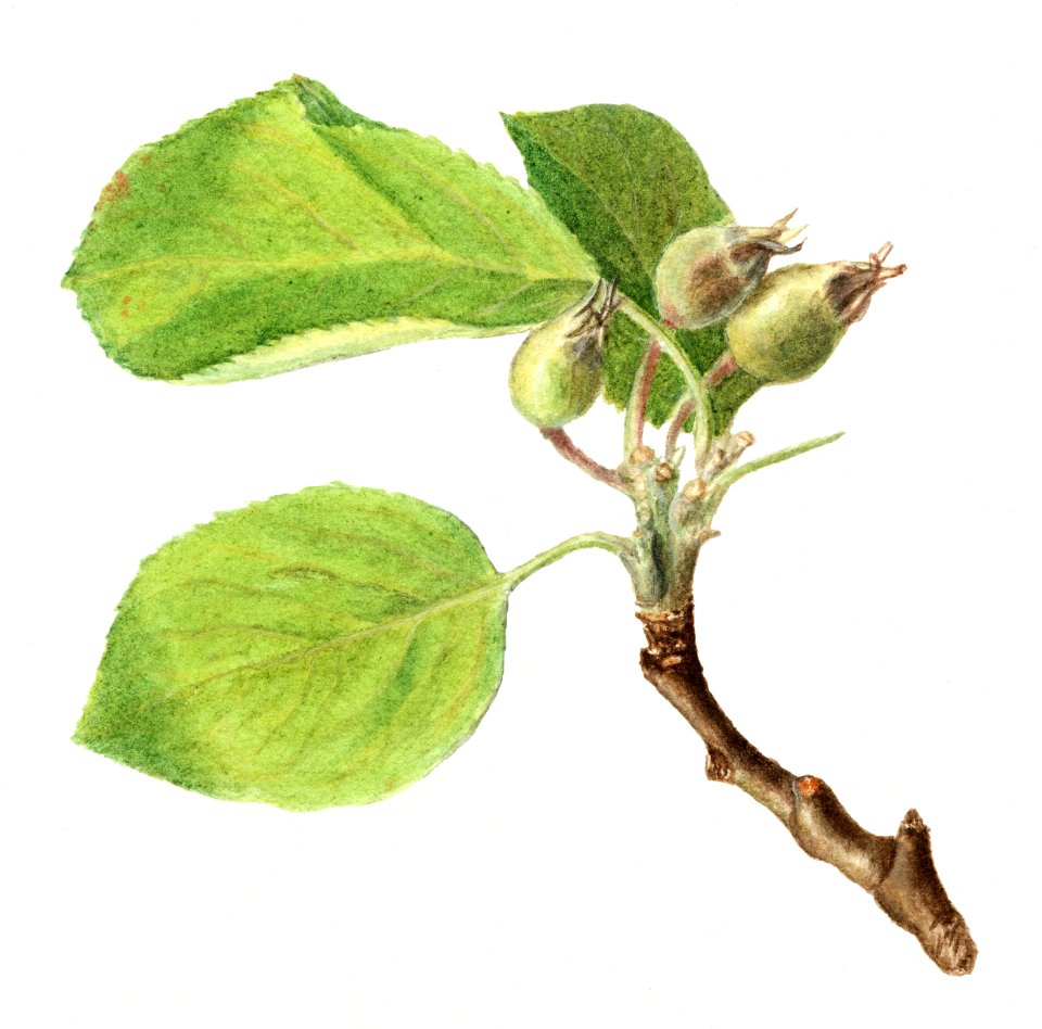 Vintage seeding apple illustration. Digitally enhanced illustration from U.S. Department of Agriculture Pomological Watercolor Collection. Rare and Special Collections, National Agricultural Library.