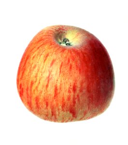 Apple And Scale Free Stock Photo - Public Domain Pictures