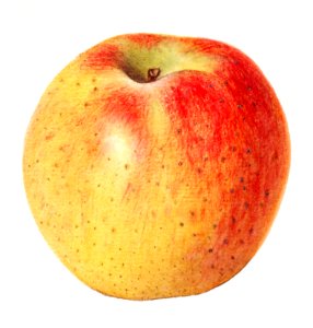 Vintage red apple illustration. Digitally enhanced illustration from U.S. Department of Agriculture Pomological Watercolor Collection. Rare and Special Collections, National Agricultural Library.