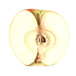 Vintage halved apple illustration. Digitally enhanced illustration from U.S. Department of Agriculture Pomological Watercolor Collection. Rare and Special Collections, National Agricultural Library.. Free illustration for personal and commercial use.