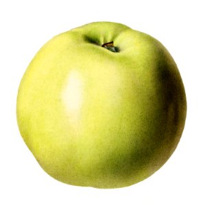 Vintage green apple illustration. Digitally enhanced illustration from U.S. Department of Agriculture Pomological Watercolor Collection. Rare and Special Collections, National Agricultural Library.. Free illustration for personal and commercial use.