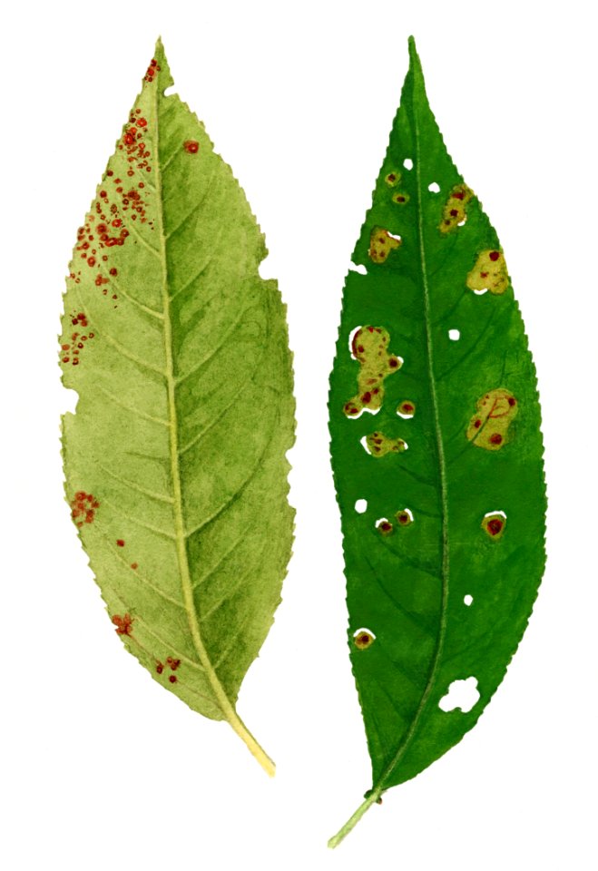 Vintage peach leaves illustration. Digitally enhanced illustration from U.S. Department of Agriculture Pomological Watercolor Collection. Rare and Special Collections, National Agricultural Library.