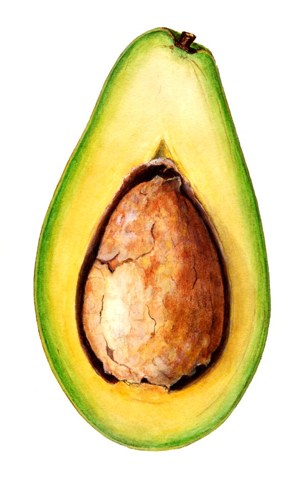 Vintage avocado illustration. Digitally enhanced illustration from U.S. Department of Agriculture Pomological Watercolor Collection. Rare and Special Collections, National Agricultural Library.