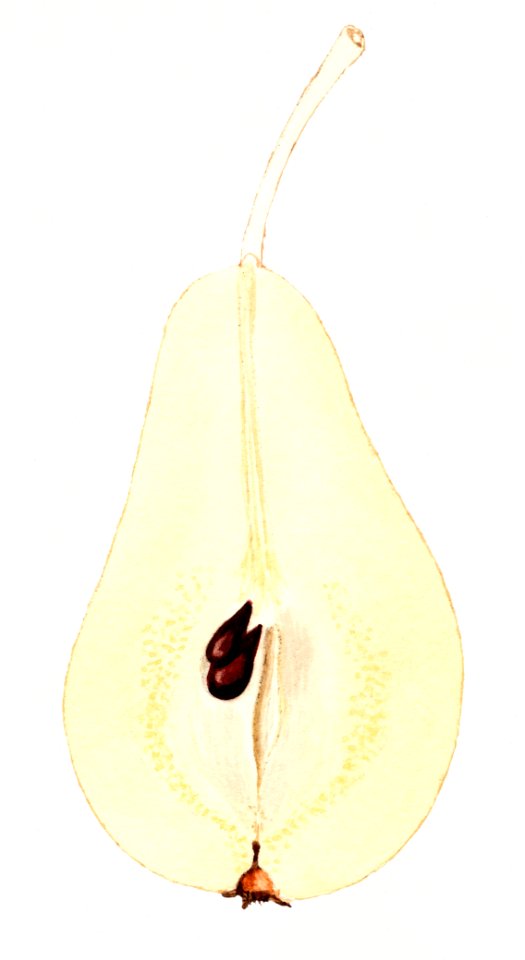 Vintage halved pear illustration. Digitally enhanced illustration from U.S. Department of Agriculture Pomological Watercolor Collection. Rare and Special Collections, National Agricultural Library.