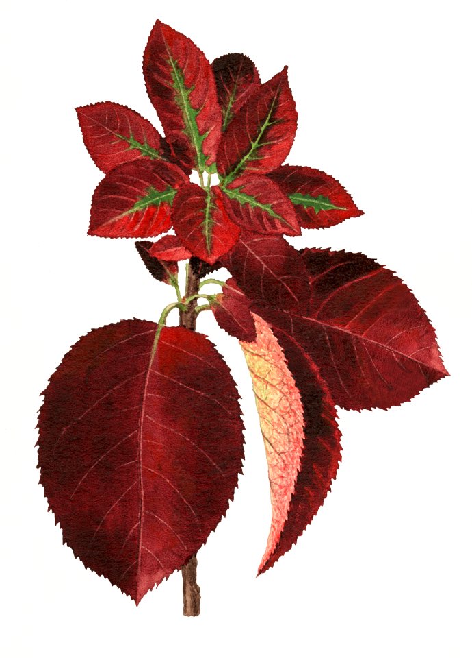 Vintage chokecherry leaves illustration. Digitally enhanced illustration from U.S. Department of Agriculture Pomological Watercolor Collection. Rare and Special Collections, National Agricultural Library.