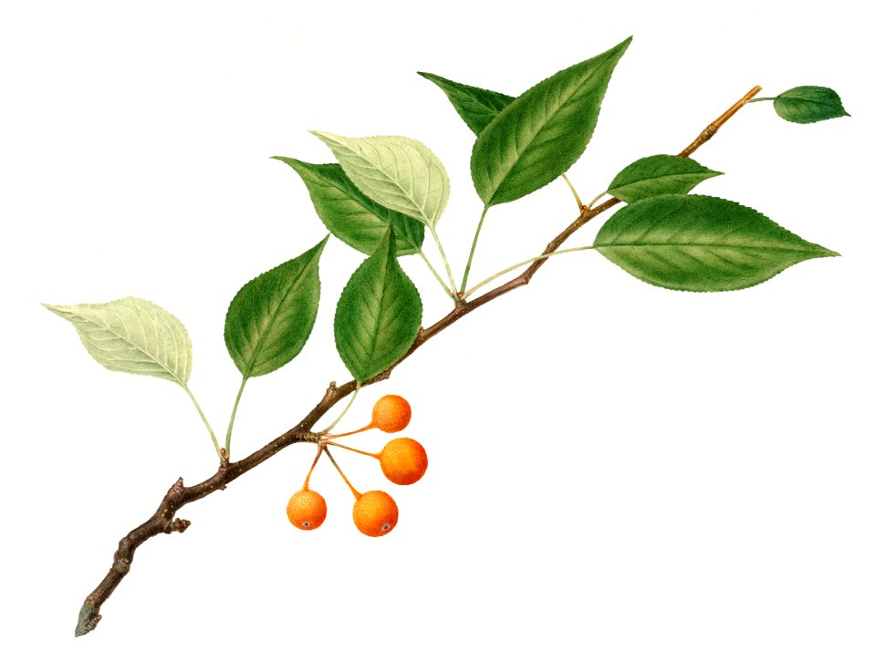 Vintage pear twig illustration. Digitally enhanced illustration from U.S. Department of Agriculture Pomological Watercolor Collection. Rare and Special Collections, National Agricultural Library.