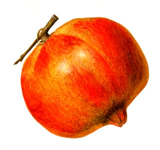 Vintage pomegranate illustration. Digitally enhanced illustration from U.S. Department of Agriculture Pomological Watercolor Collection. Rare and Special Collections, National Agricultural Library.