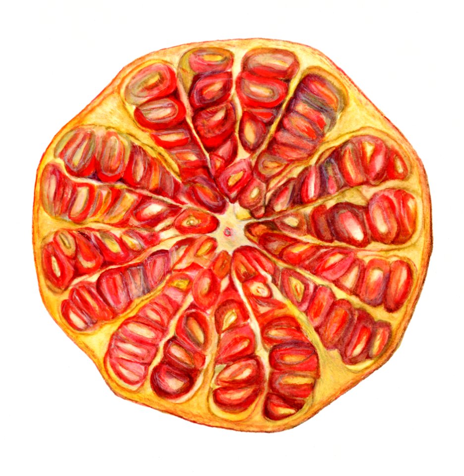 Vintage halved pomegranate illustration. Digitally enhanced illustration from U.S. Department of Agriculture Pomological Watercolor Collection. Rare and Special Collections, National Agricultural Library.