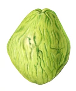 Vintage mirliton squash illustration. Digitally enhanced illustration from U.S. Department of Agriculture Pomological Watercolor Collection. Rare and Special Collections, National Agricultural Library.