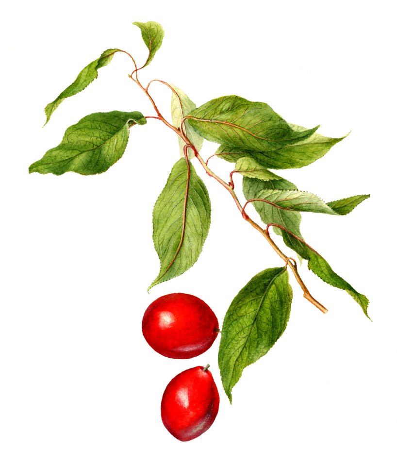Vintage branch of plum. Digitally enhanced illustration from U.S. Department of Agriculture Pomological Watercolor Collection. Rare and Special Collections, National Agricultural Library.