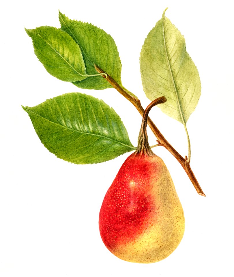 Vintage pear illustration. Digitally enhanced illustration from U.S. Department of Agriculture Pomological Watercolor Collection. Rare and Special Collections, National Agricultural Library.. Free illustration for personal and commercial use.