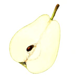 Vintage halved pear illustration. Digitally enhanced illustration from U.S. Department of Agriculture Pomological Watercolor Collection. Rare and Special Collections, National Agricultural Library.. Free illustration for personal and commercial use.