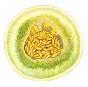 Vintage melon illustration. Digitally enhanced illustration from U.S. Department of Agriculture Pomological Watercolor Collection. Rare and Special Collections, National Agricultural Library.. Free illustration for personal and commercial use.