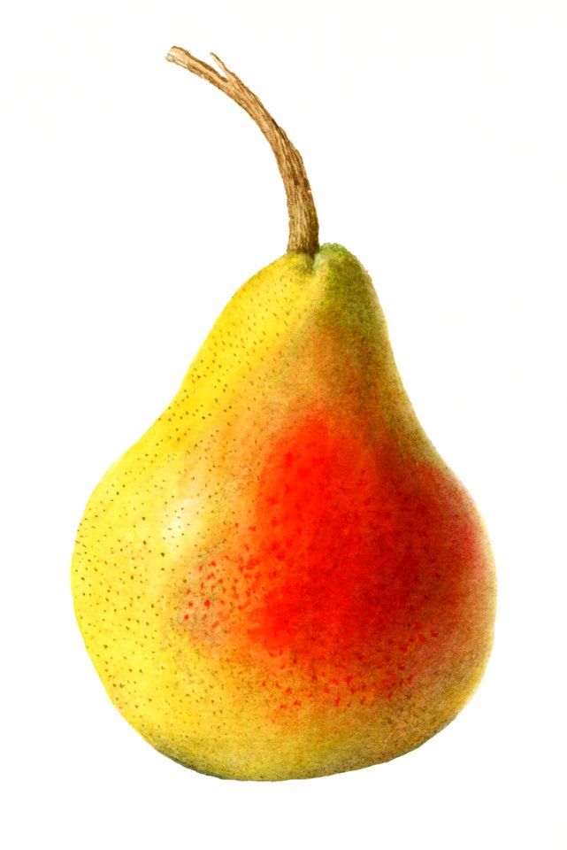 Vintage pear illustration. Digitally enhanced illustration from U.S. Department of Agriculture Pomological Watercolor Collection. Rare and Special Collections, National Agricultural Library.