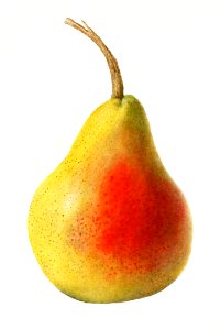 Vintage pear illustration. Digitally enhanced illustration from U.S. Department of Agriculture Pomological Watercolor Collection. Rare and Special Collections, National Agricultural Library.. Free illustration for personal and commercial use.