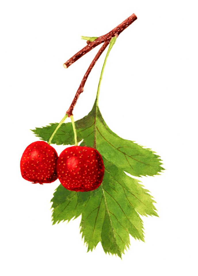 Vintage branch of red cherries illustration. Digitally enhanced illustration from U.S. Department of Agriculture Pomological Watercolor Collection. Rare and Special Collections, National Agricultural Library.