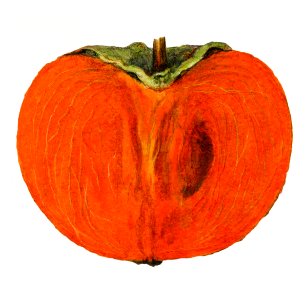 Vintage halved persimmon illustration. Digitally enhanced illustration from U.S. Department of Agriculture Pomological Watercolor Collection. Rare and Special Collections, National Agricultural Library.