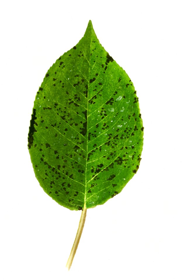 Vintage pear leaf illustration. Digitally enhanced illustration from U.S. Department of Agriculture Pomological Watercolor Collection. Rare and Special Collections, National Agricultural Library.