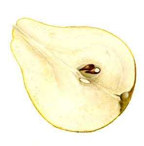 Vintage halved pear illustration. Digitally enhanced illustration from U.S. Department of Agriculture Pomological Watercolor Collection. Rare and Special Collections, National Agricultural Library.. Free illustration for personal and commercial use.