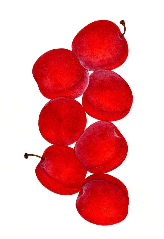 Vintage plums illustration. Digitally enhanced illustration from U.S. Department of Agriculture Pomological Watercolor Collection. Rare and Special Collections, National Agricultural Library.