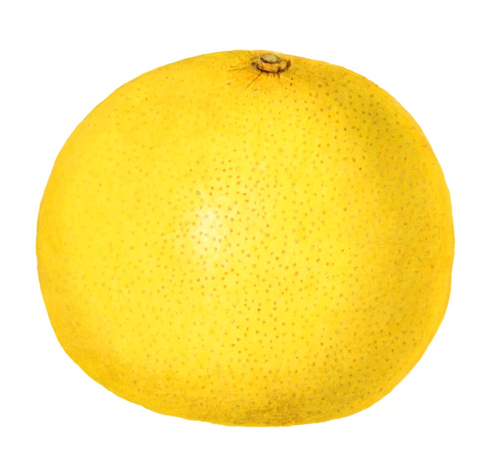 Vintage grapefruit illustration. Digitally enhanced illustration from U.S. Department of Agriculture Pomological Watercolor Collection. Rare and Special Collections, National Agricultural Library.