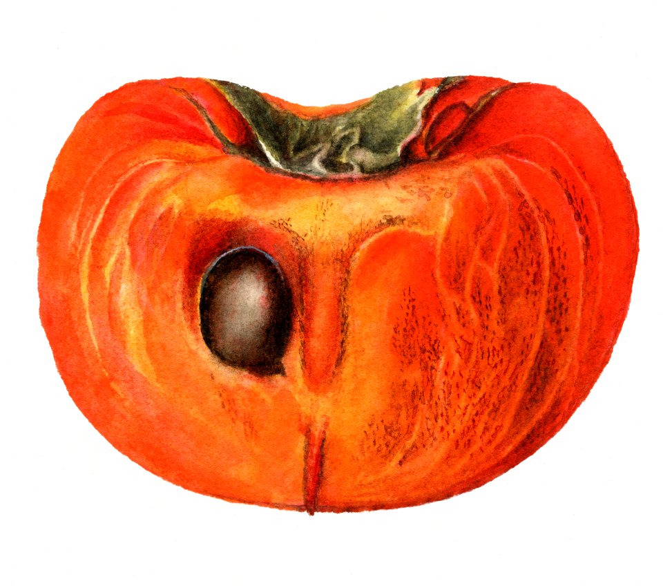 Vintage halved persimmon illustration. Digitally enhanced illustration from U.S. Department of Agriculture Pomological Watercolor Collection. Rare and Special Collections, National Agricultural Library.. Free illustration for personal and commercial use.