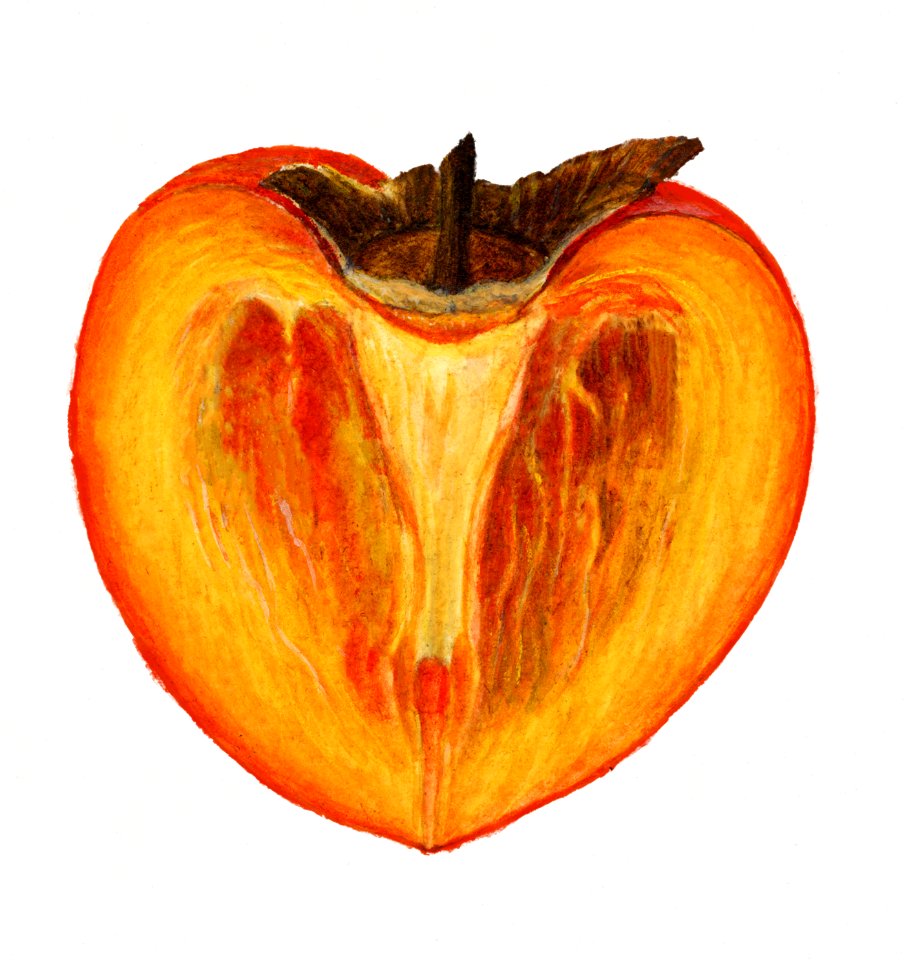 Vintage persimmons illustration. Digitally enhanced illustration from U.S. Department of Agriculture Pomological Watercolor Collection. Rare and Special Collections, National Agricultural Library.