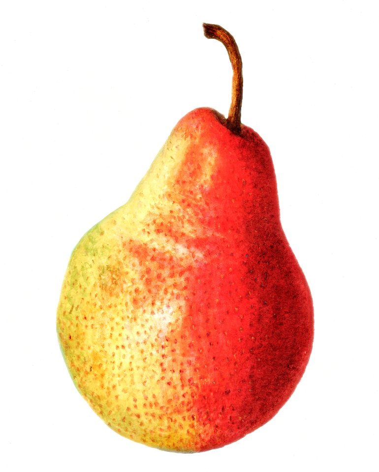 Vintage pear illustration. Digitally enhanced illustration from U.S. Department of Agriculture Pomological Watercolor Collection. Rare and Special Collections, National Agricultural Library.