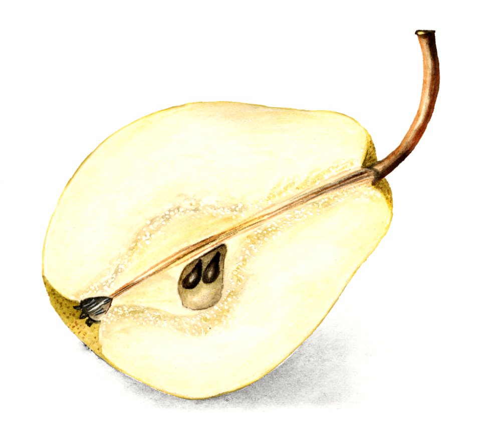 Vintage halved pear illustration. Digitally enhanced illustration from U.S. Department of Agriculture Pomological Watercolor Collection. Rare and Special Collections, National Agricultural Library.