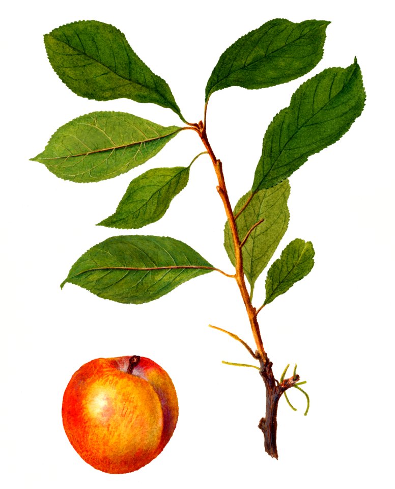 Vintage plum and twig illustration. Digitally enhanced illustration from U.S. Department of Agriculture Pomological Watercolor Collection. Rare and Special Collections, National Agricultural Library.