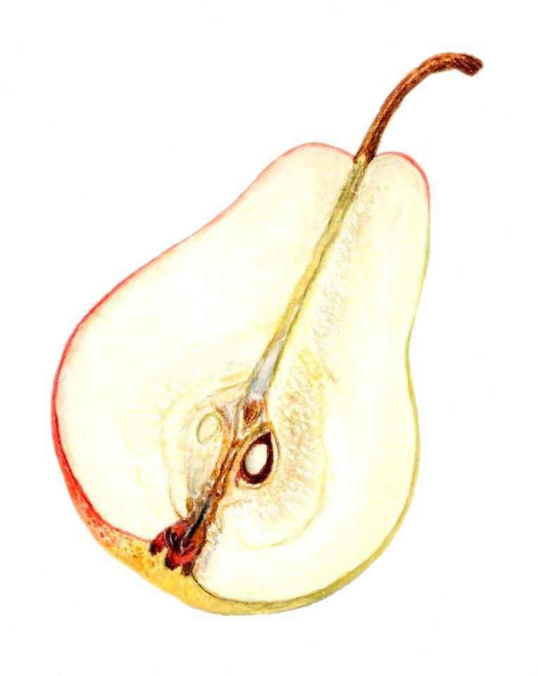 Vintage halved pear illustration. Digitally enhanced illustration from U.S. Department of Agriculture Pomological Watercolor Collection. Rare and Special Collections, National Agricultural Library.