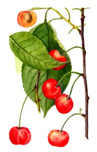 Vintage branch of cherry illustration. Digitally enhanced illustration from U.S. Department of Agriculture Pomological Watercolor Collection. Rare and Special Collections, National Agricultural Library.. Free illustration for personal and commercial use.