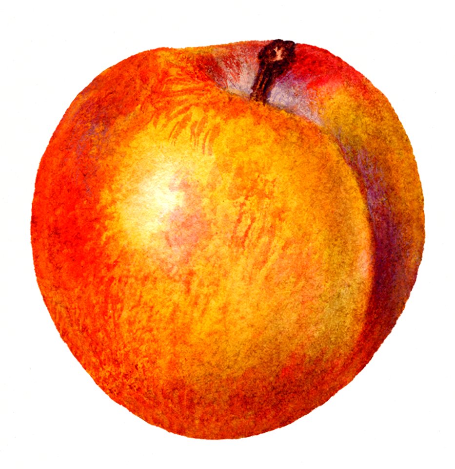 Vintage peach illustration. Digitally enhanced illustration from U.S. Department of Agriculture Pomological Watercolor Collection. Rare and Special Collections, National Agricultural Library.