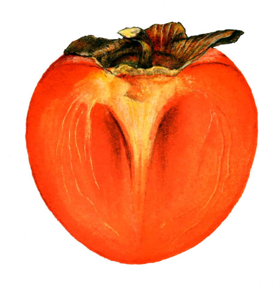 Vintage halved persimmon illustration. Digitally enhanced illustration from U.S. Department of Agriculture Pomological Watercolor Collection. Rare and Special Collections, National Agricultural Library.. Free illustration for personal and commercial use.