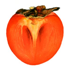 Vintage halved persimmon illustration. Digitally enhanced illustration from U.S. Department of Agriculture Pomological Watercolor Collection. Rare and Special Collections, National Agricultural Library.. Free illustration for personal and commercial use.
