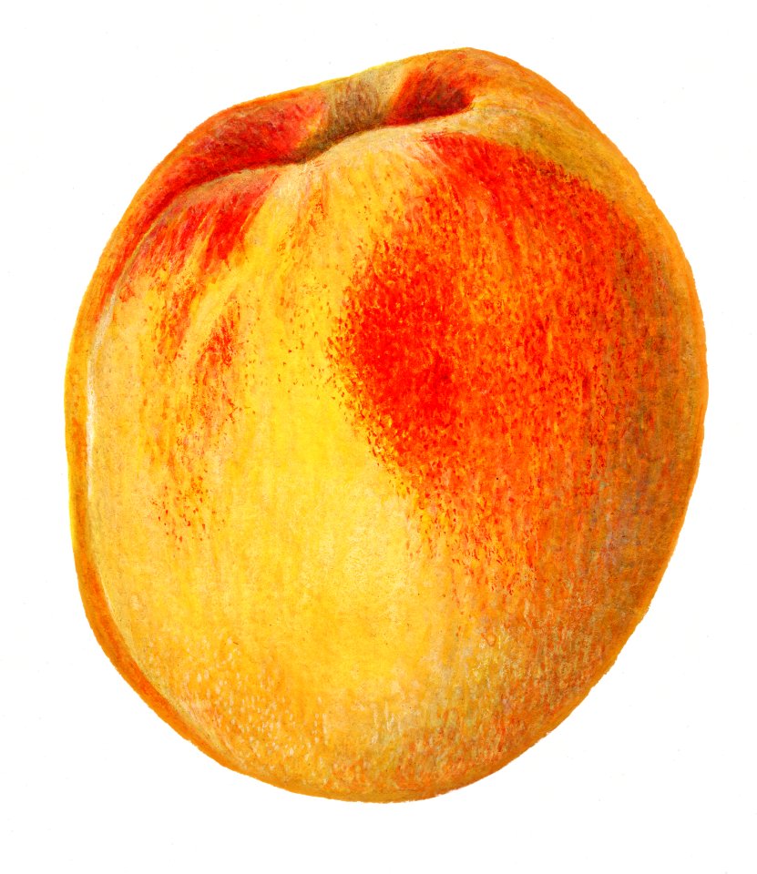 Vintage peach illustration. Digitally enhanced illustration from U.S. Department of Agriculture Pomological Watercolor Collection. Rare and Special Collections, National Agricultural Library.