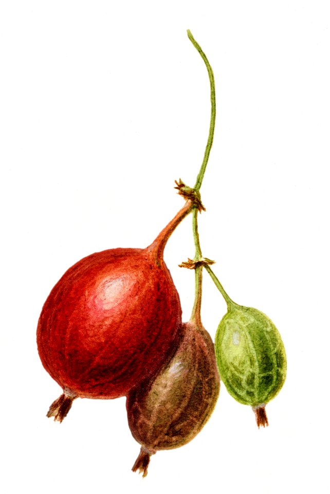 Vintage gooseberries illustration. Digitally enhanced illustration from U.S. Department of Agriculture Pomological Watercolor Collection. Rare and Special Collections, National Agricultural Library.