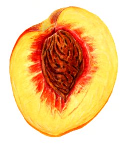 Vintage halved peach illustration. Digitally enhanced illustration from U.S. Department of Agriculture Pomological Watercolor Collection. Rare and Special Collections, National Agricultural Library.