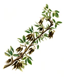 Vintage pear twig illustration. Digitally enhanced illustration from U.S. Department of Agriculture Pomological Watercolor Collection. Rare and Special Collections, National Agricultural Library.