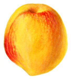 Vintage peach illustration. Digitally enhanced illustration from U.S. Department of Agriculture Pomological Watercolor Collection. Rare and Special Collections, National Agricultural Library.