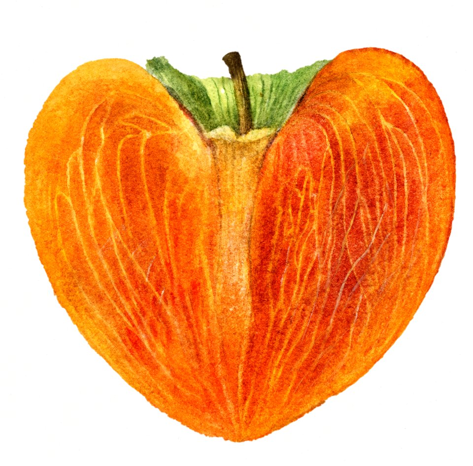 Vintage halved persimmon illustration. Digitally enhanced illustration from U.S. Department of Agriculture Pomological Watercolor Collection. Rare and Special Collections, National Agricultural Library.
