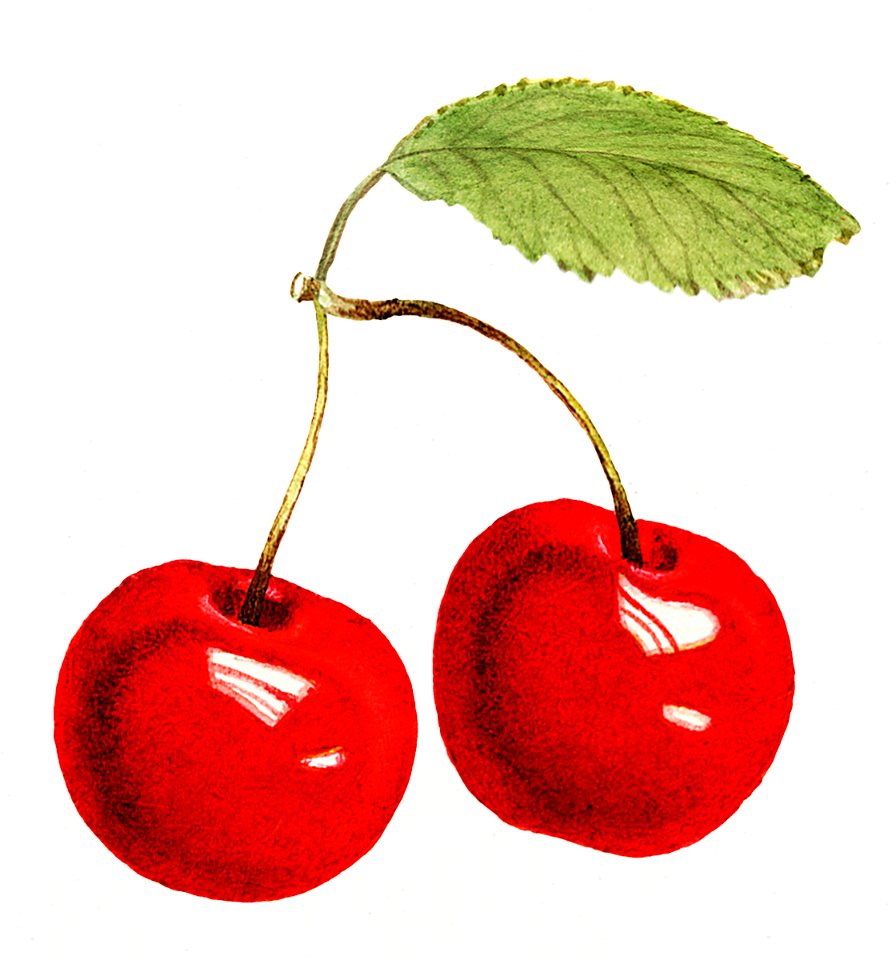 Delicious red cherries illustration. Digitally enhanced illustration from U.S. Department of Agriculture Pomological Watercolor Collection. Rare and Special Collections, National Agricultural Library.