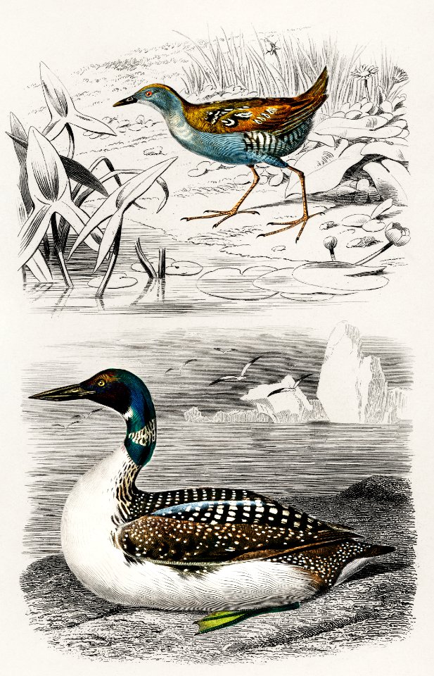 Different types of birds illustrated by Charles Dessalines D' Orbigny (1806-1876). Digitally enhanced from our own 1892 edition of Dictionnaire Universel D'histoire Naturelle.