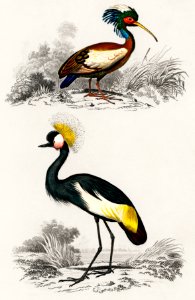 Different types of birds illustrated by Charles Dessalines D' Orbigny (1806-1876). Digitally enhanced from our own 1892 edition of Dictionnaire Universel D'histoire Naturelle.