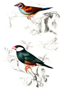 Red-cheeked Cordonbleu (Uraeginthus Bengalus) and Java Sparrow (Lonchura Oryzivora) illustrated by Charles Dessalines D' Orbigny (1806-1876).. Free illustration for personal and commercial use.