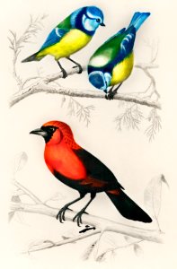 Different types of birds illustrated by Charles Dessalines D' Orbigny (1806-1876). Digitally enhanced from our own 1892 edition of Dictionnaire Universel D'histoire Naturelle.. Free illustration for personal and commercial use.