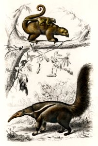 Pygmy anteater (Cyclopes didactylus) and Giant anteater (Myrmecophaga tridactyla) illustrated by Charles Dessalines D' Orbigny (1806-1876). Digitally enhanced from our own 1892 edition of Dictionnaire Universel D'histoire Naturelle.. Free illustration for personal and commercial use.
